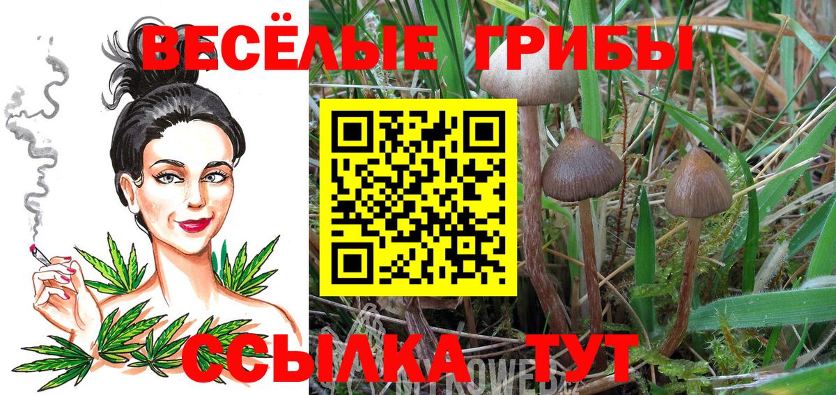 Псилоцибиновые грибы GOLDEN TEACHER  Кумертау  Галлюциногенные грибы Psilocybe 